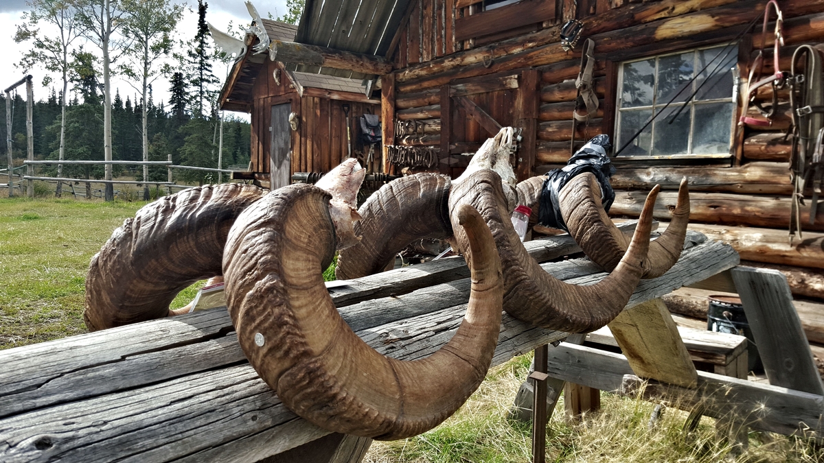 Stone Sheep Hunts